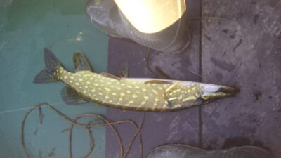 Northern Pike, 1.3 kg