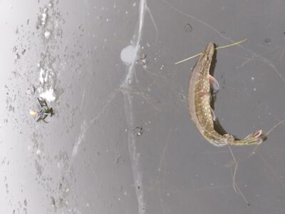 Northern Pike, 1.4 kg