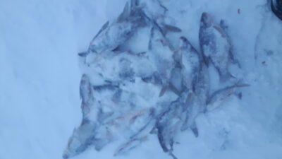 Carp bream