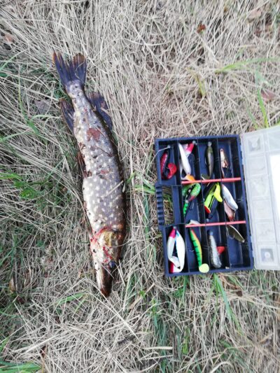 Northern Pike, 1.1 kg