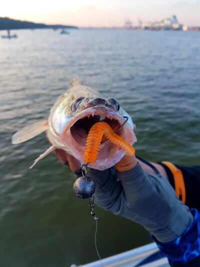 Pike perch