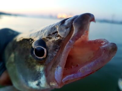 Pike perch