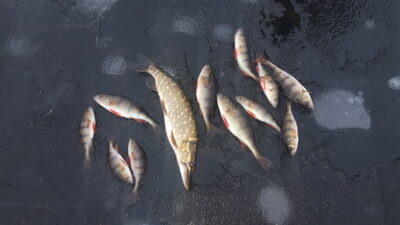 Northern Pike