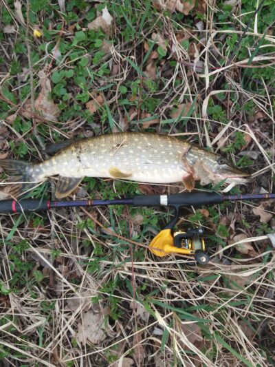 Northern Pike — Venta
