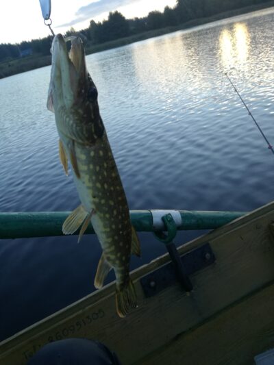 Northern Pike ×3