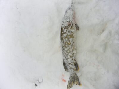 Northern Pike, 1.2 kg