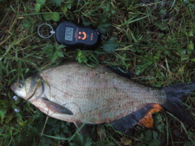 Carp bream, 1.4 kg