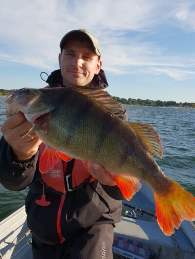 Eurasian perch