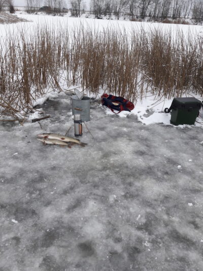 Northern Pike ×2 — Aunuvėnų