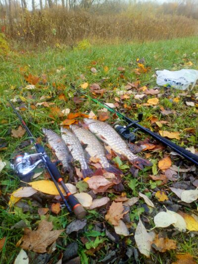 Northern Pike ×4
