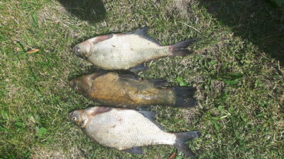 Carp bream
