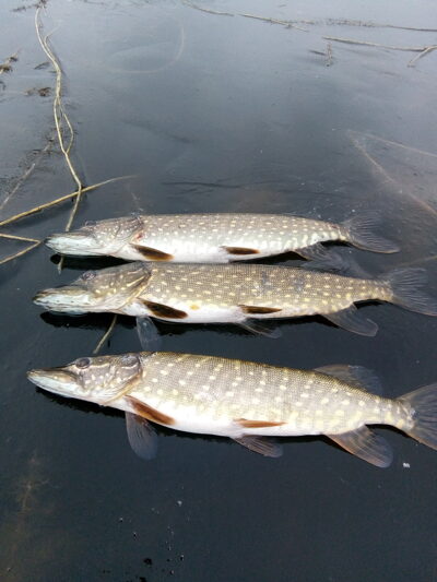 Northern Pike ×3
