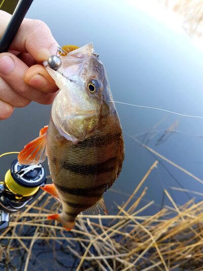 Eurasian perch