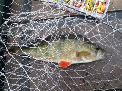 Eurasian perch, 0.8 kg — Arinas