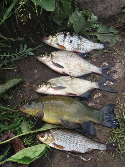 Silver Bream ×2