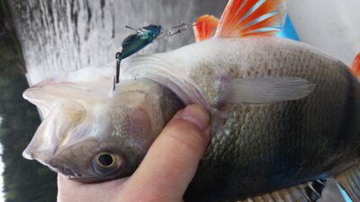 Eurasian perch — Ertevannet
