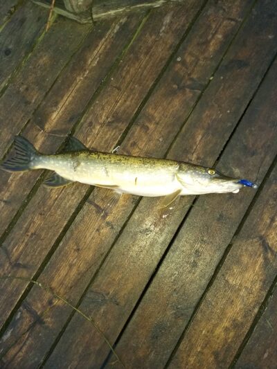 Northern Pike, 1.3 kg