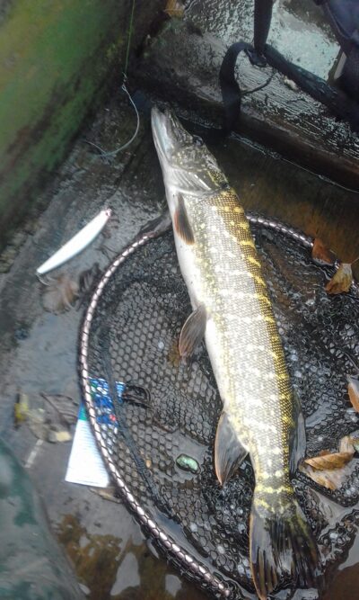 Northern Pike, 2.0 kg