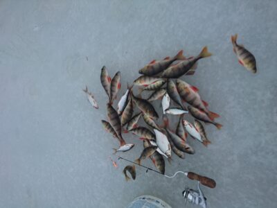 Eurasian perch
