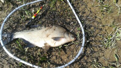 Carp bream, 0.7 kg