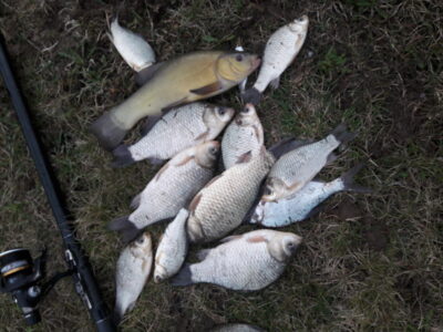 Tench, 0.8 kg
