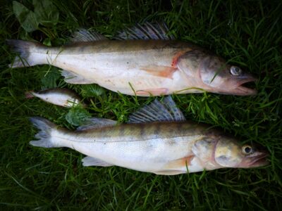 Pike perch ×2 — Kuršių