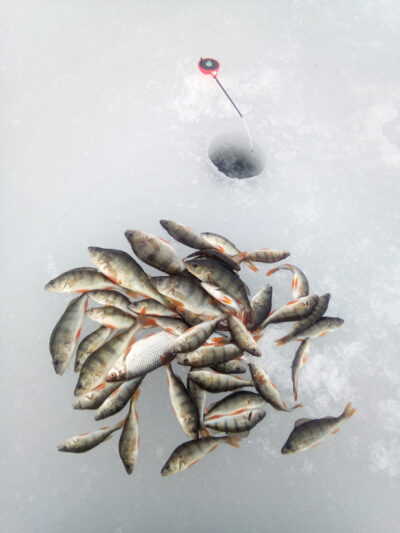 Eurasian perch ×43