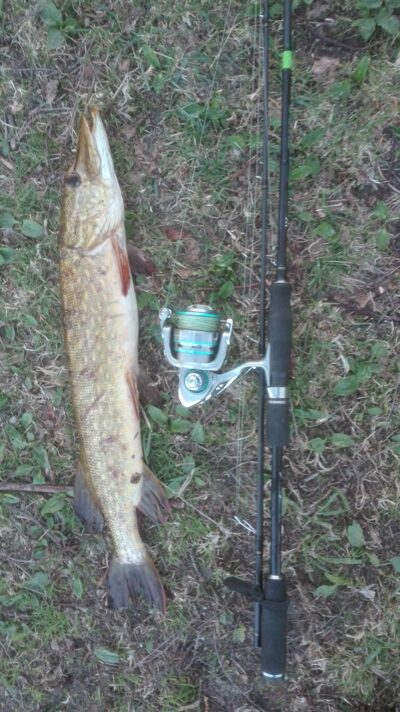 Northern Pike, 1.3 kg