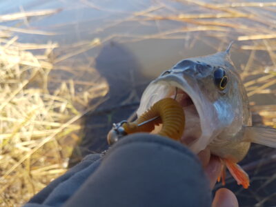Eurasian perch