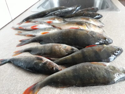 Eurasian perch ×15