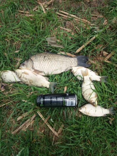 Prussian carp