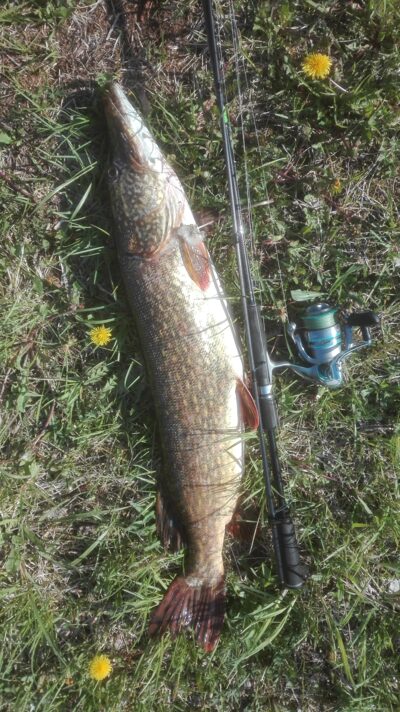 Northern Pike, 3.6 kg — Lamėstas