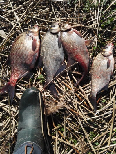 Carp bream ×4 — ATMATA