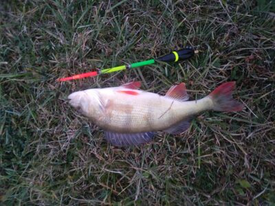 Eurasian perch ×2