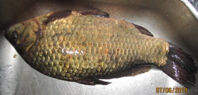 Prussian carp, 1.2 kg