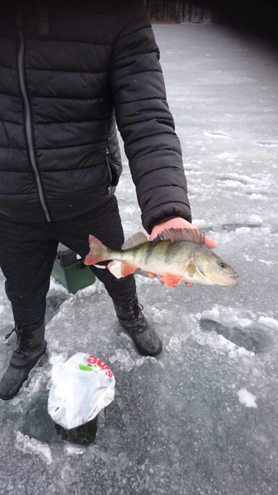 Eurasian perch, 0.7 kg — Avilys