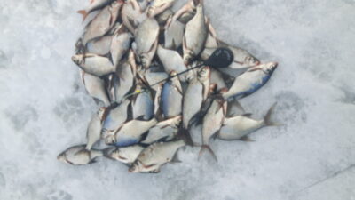 Carp bream