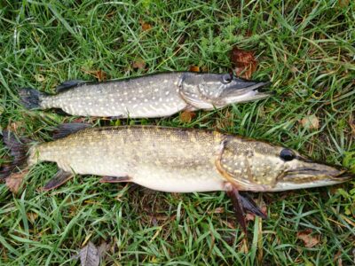 Northern Pike, 2.8 kg