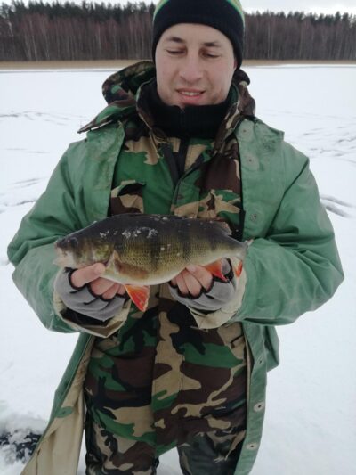 Eurasian perch, 0.7 kg