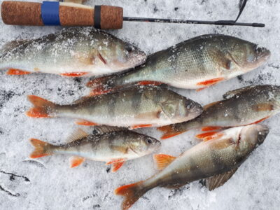 Eurasian perch ×6