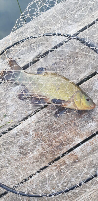 Tench