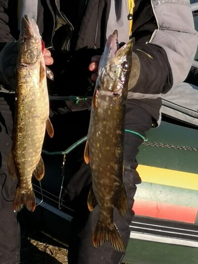 Northern Pike ×2
