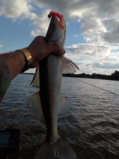 Pike perch