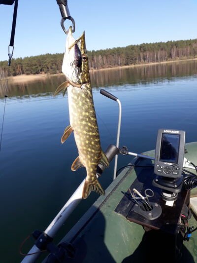 Northern Pike ×3