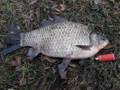 Prussian carp, 1.1 kg
