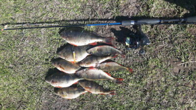 Eurasian perch
