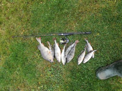 Eurasian perch
