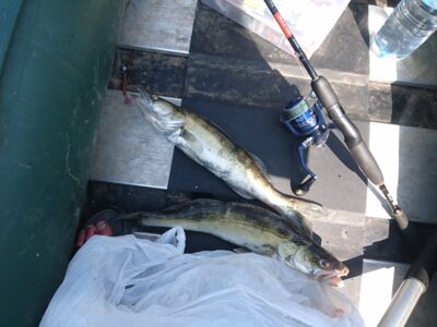Pike perch ×2