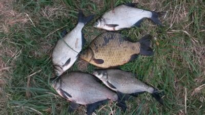 Crucian carp, 0.6 kg