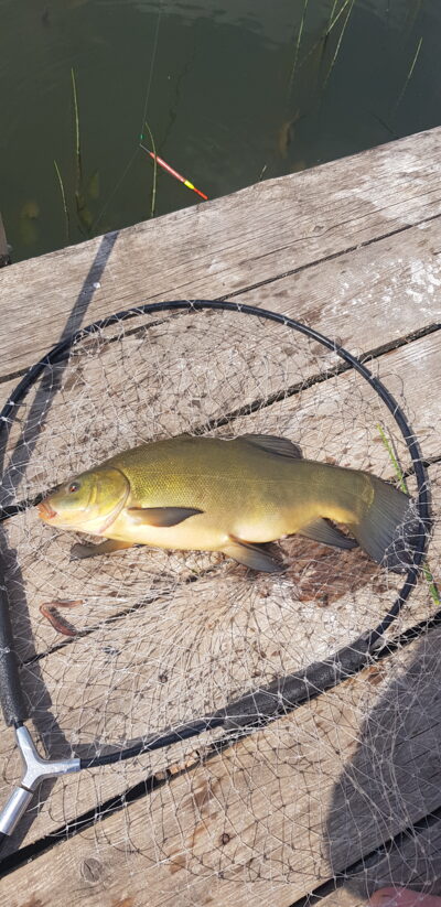 Tench, 1.9 kg
